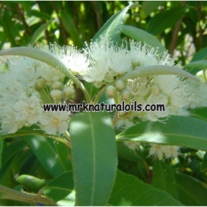 Myrtle Essential Oil