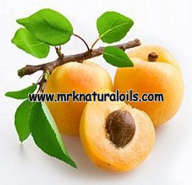 Apricot Carrier and Base Oil