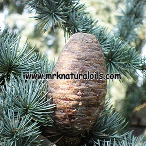 Atlas Cedar Essential Oil