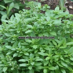 Basil Oleoresins