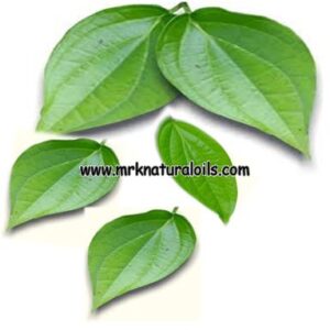 Betel Leaf Essential Oil