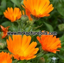Calendula Floral Absolute Oil