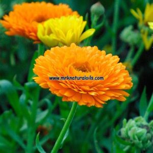 Calendula Carrier Oil