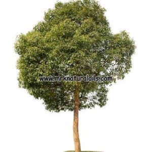 Camphor Essentail Oil