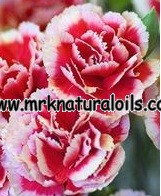 Carnation Floral Absolute Oil