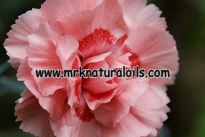 Carnation Absolute 3% in Jojoba Oil