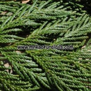 Cedarleaf (Thuja) Hydrosol