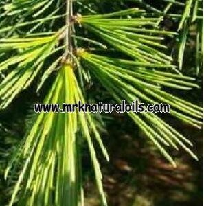 Cedarwood Himalayan Hydrosol