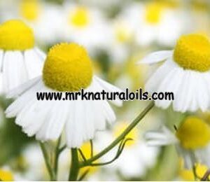 Chamomile Blue Hydrosol