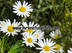 Chamomile German 3% Dilution in Jojoba Oil