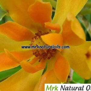 Champa (Mangolia) Hydrosol