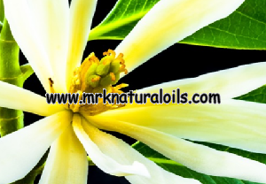 Champaka Absolute 3% Dilution in Jojoba Oil