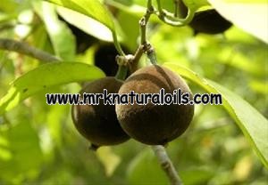 Chaulmoogra Carrier Oil