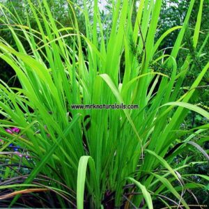 Gingergrass Natural Essential Oil