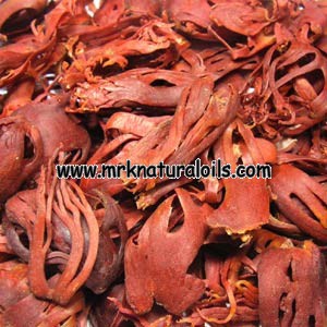 Mace Natural Essential Oil