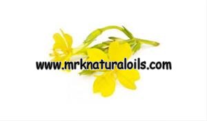 Evening Primrose Carrier Oil
