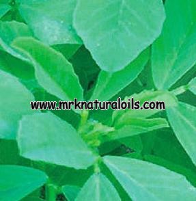 Fenugreek Oleoresins