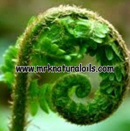 Fougere Floral Absolute Oil