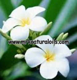 Frangipani Attar