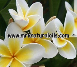 Frangipani Floral Absolute Oil