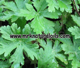 Geranium Leaf 3% Dilution in Jojoba Oil
