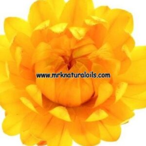 Helichrysum Essential Oil