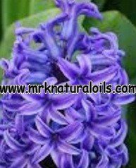 Hyacinth Floral Absolute Oil