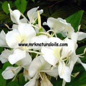 Hydacheium Essential Oil