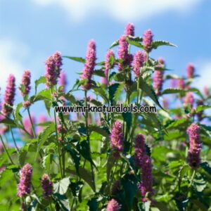 Hyssop Natural Essential Oil