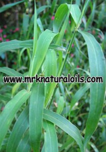 Jamarosa Root Essential Oil