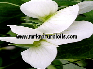 Jasmine Grandiflorum 3% Dilution in Jojoba Oil