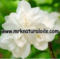 Jasmine Sambac Floral Absolute Oil