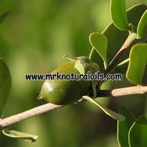 Jojoba Carrier Oil