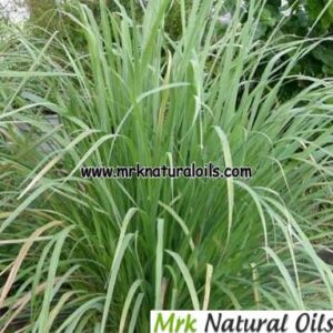 Khus (Vetiver) Hydrosol