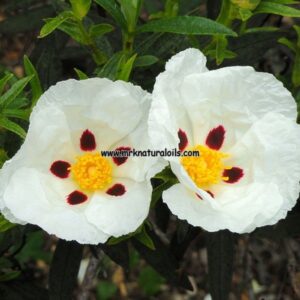 Labdanum Essential Oil