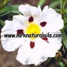Labdanum Floral Absolute Oil
