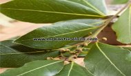 Laurel leaf Essential Oil