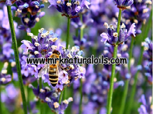 Lavender Essential Oil