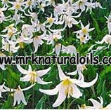 Lily Floral Absolute Oil