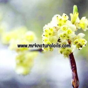 Litsea Cubeba Essential Oil