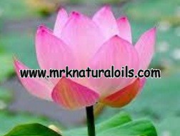 Lotus Attar