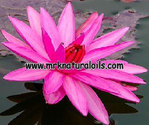 Lotus Pink Absolute 3% Dilution in Jojoba Oil