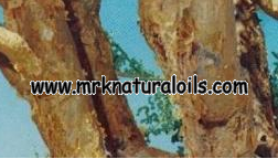 Myrrh Oil 3% Dilution in Jojoba Oil