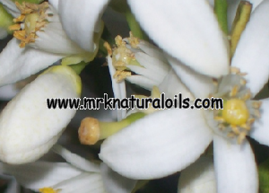 Neroli 3% Dilution in Jojoba Oil