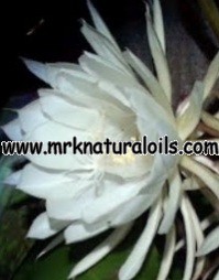 Night Queen Floral Absolute Oil