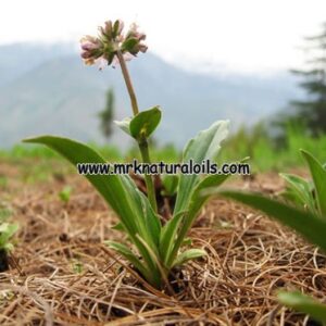 Spikenard Essential Oil