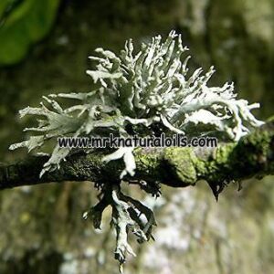 Oakmoss Essential Oil