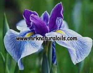 Orris Floral Absolute Oil