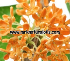 Osmanthus Floral Absolute Oil