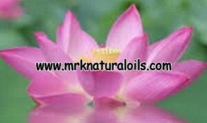 Pink Lotus Floral Absolute Oil